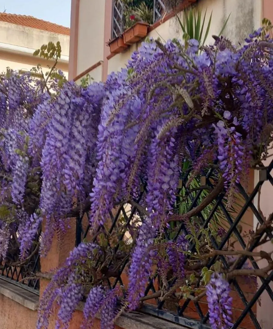 Il Glicine Apartment Alghero